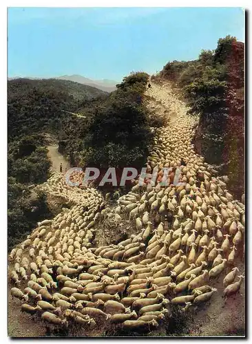 Moderne Karte Images de France La Transhumance Moutons