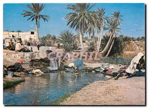 Cartes postales moderne Kebili Source dans l'Oasis