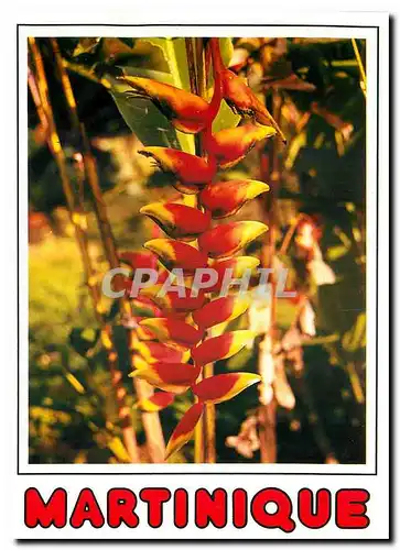 Cartes postales moderne Il etait une fois la Martinique Fleur de Balisier