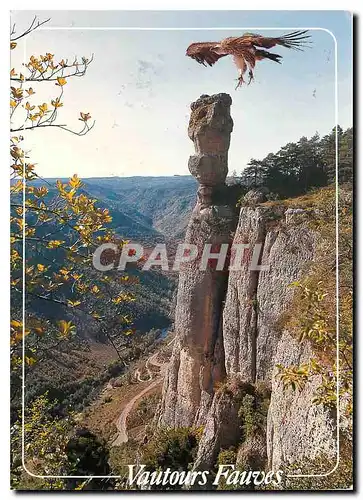 Moderne Karte Entre Tarn et Jonte Lozere Sur le Causse Mejean Vautours Fauves