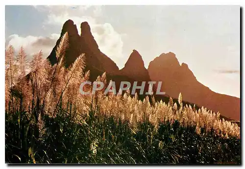 Cartes postales moderne L'Ile Maurice Mauritius Montagne des Trois Mamelles Cannes a Sucre en fleur