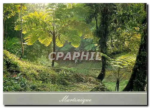 Cartes postales moderne La Martinique Fougeres arborescentes Route de la Trace