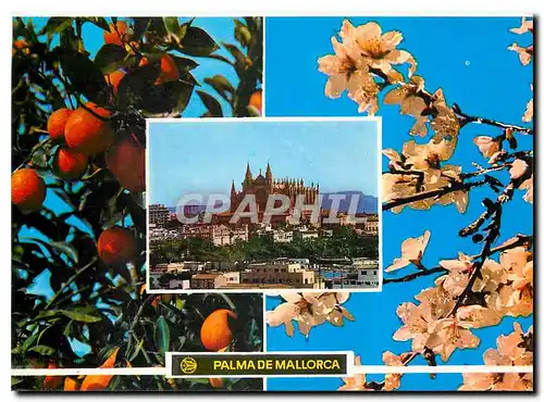 Moderne Karte Palma de Mallorca Narandjos y flor de Almendro