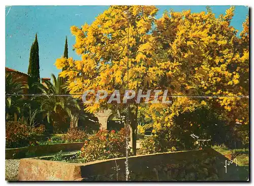 Cartes postales moderne Couleurs et Lumiere de France Cote d'Azur miracle de la nature Saint Tropez