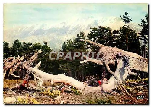 Cartes postales moderne Charmes et couleurs de la Corse A l'Oree de la foret du Valdo Niello Col de Vergio Le repos du B