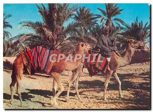 Cartes postales moderne Sahara Halte au puits Chameau