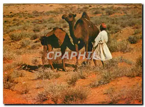 Cartes postales moderne Sud Tunisien l'heure de la tetee