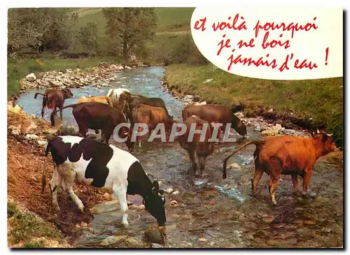 Cartes postales moderne Vaches