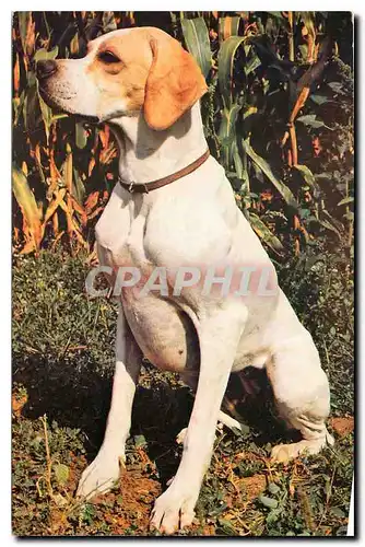 Cartes postales moderne Chien