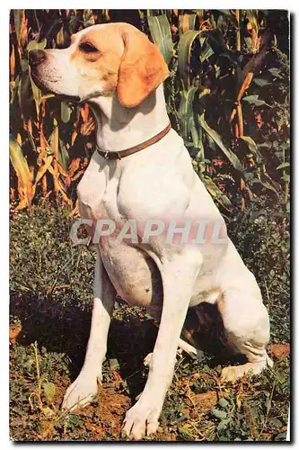 Cartes postales moderne Chien