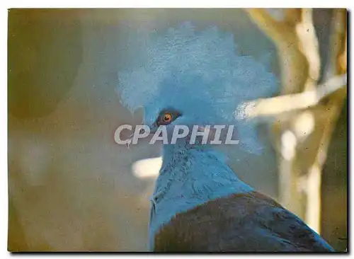 Cartes postales moderne Parc Ornithologique Departemental Villars les Dombes Ain Goura Couronne