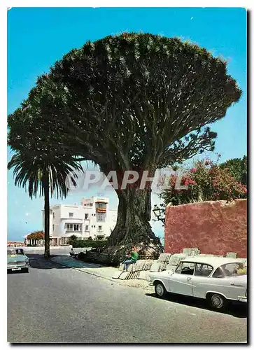 Cartes postales moderne Icod Tenerife El Drago