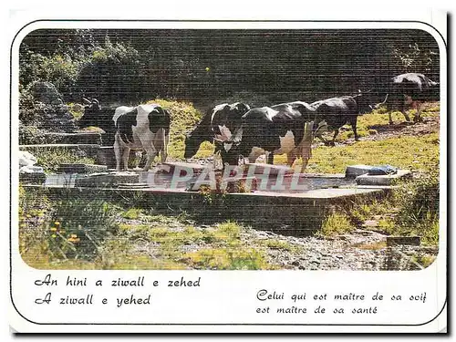 Moderne Karte Sagesse de Bretagne Vaches