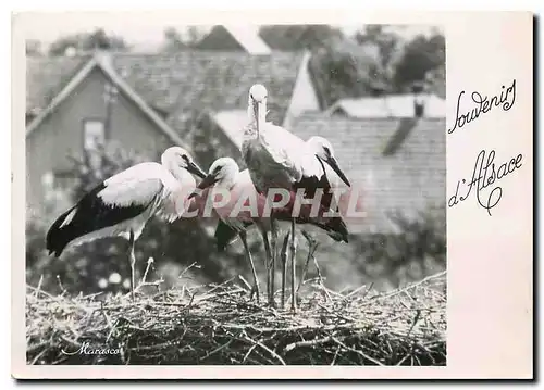 Cartes postales moderne Nid de Cigognes