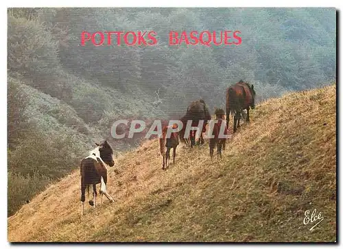 Cartes postales moderne Pays Basque Les Pottoks en liberte dans les Montagnes Basques