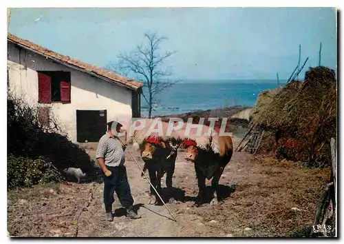 Cartes postales moderne Reflets du Pays Basque Attelage