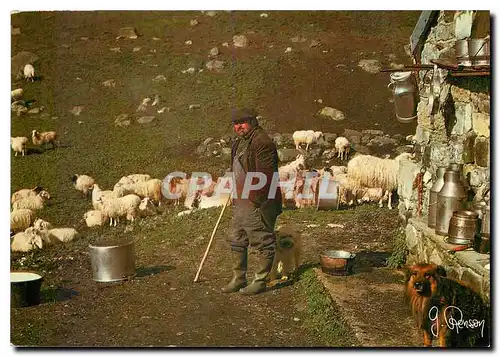Cartes postales moderne Pays Basqe Elevage Moutons Chien