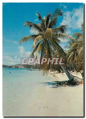 Cartes postales moderne Plage et cocotier Guadelupe