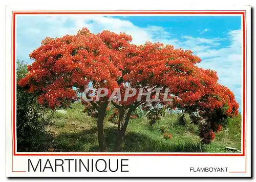 Moderne Karte Martinique Antilles francaises flamboyant