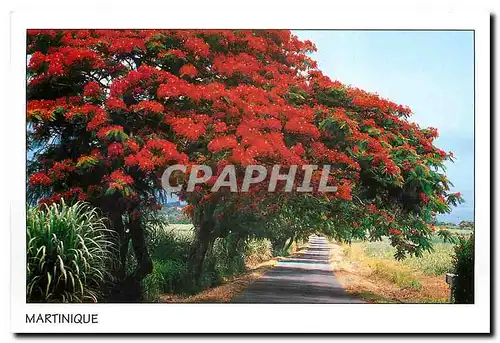 Cartes postales moderne Martinique Antilles Flamboyans