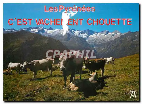 Cartes postales moderne Les Pyrenees Les Pyrenees c'est vachement chouette