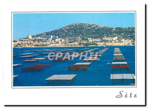 Cartes postales moderne Sete Herault La colline du Mont St Clair et le Bassin de Thau En premier plan les tables uillise