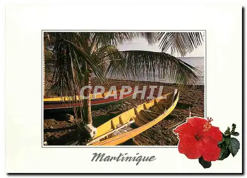 Cartes postales moderne Martinique Gommiers sous les cocotiers