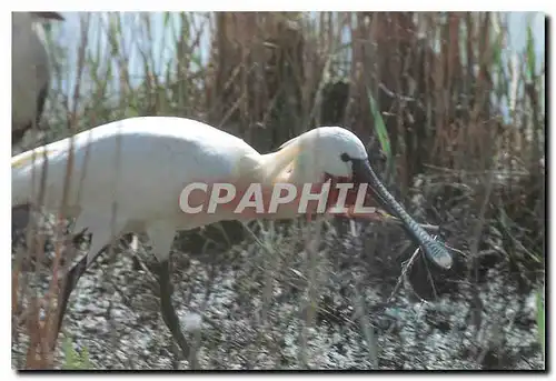 Cartes postales moderne Oiseau Fondation cousteau