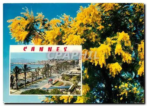 Cartes postales moderne La Cote d'Azur Souvenir de Cannes