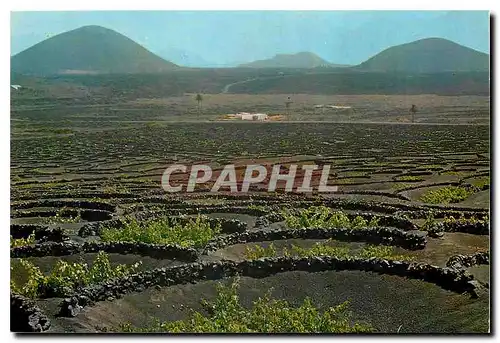 Cartes postales moderne Lanzarote La Geria