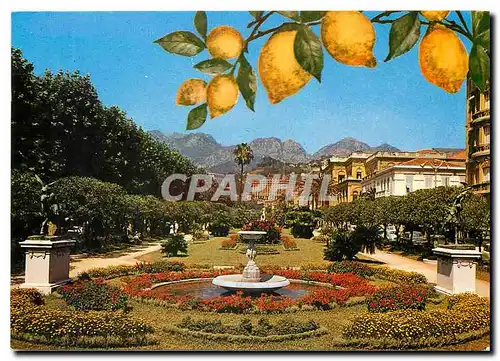 Moderne Karte Menton Le jardin public et les montagnes de Sainte Agnes Citrons