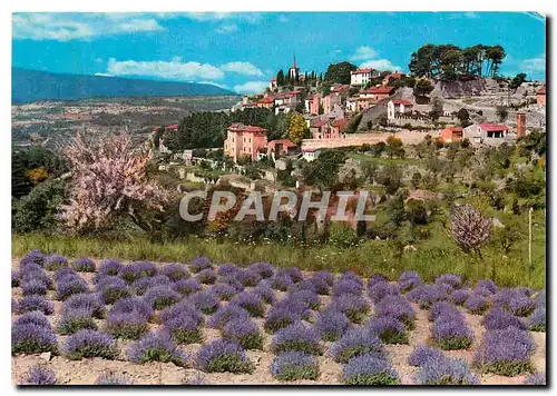 Cartes postales moderne Provence Vieux village et champ de lavande