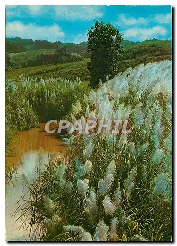 Cartes postales moderne Martinique L'Ile aux Fleurs Cannes a sucre en fleches