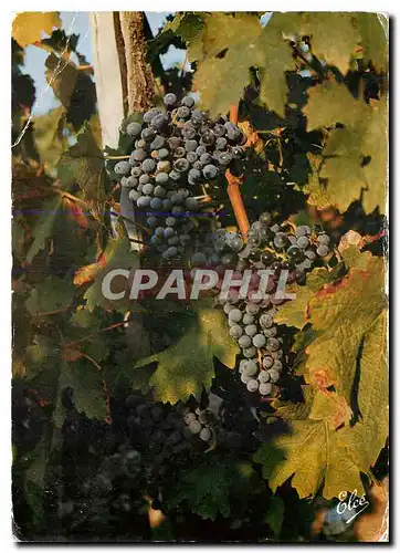 Cartes postales moderne Vendanges Bordelaises Les beaux raisins sur le pied de vigne avant la vendange