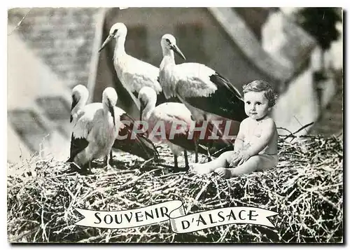 Moderne Karte Souvenir d'Alsace Enfant Bebe Cigognes