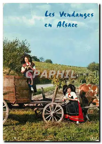 Cartes postales moderne L'Alsace Pittoresque Dans le Vignoble