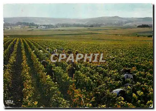 Cartes postales moderne Vendanges en Champagne