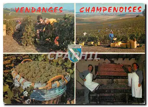 Cartes postales moderne Vendanges Champenoises Scenes de Vendages Mannequin de Blanc Pressoir