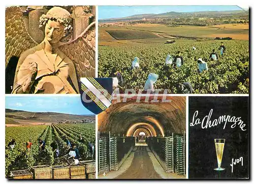 Cartes postales moderne Couleurs et Lumiere de France En Champagne l'Ange au Sourite Cathedrale de Reims Vendanges Une c