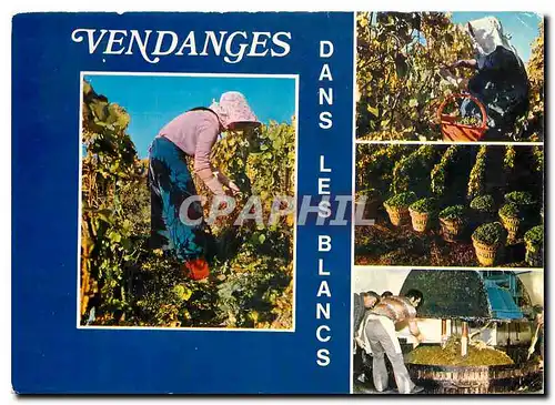 Cartes postales moderne Vendanges en Champagne