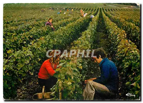 Cartes postales moderne Vendagnes en Champagne Marne