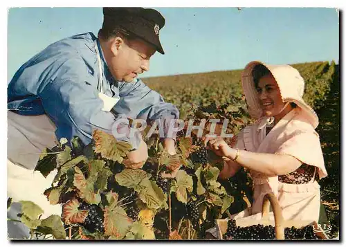 Cartes postales moderne Vendagnes en Champagne La Cueillette