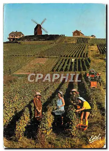 Cartes postales moderne Vendanges en Champagne