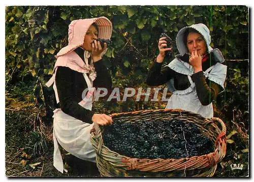 Cartes postales moderne Scene de Vendanges champenoises