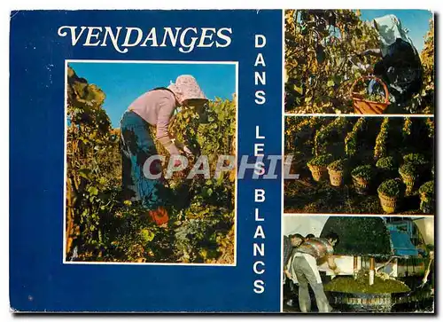 Cartes postales moderne Vendanges en Champagne