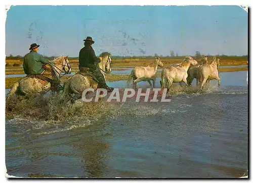 Cartes postales moderne En Champagne Gardians et chevaux traversant les marais