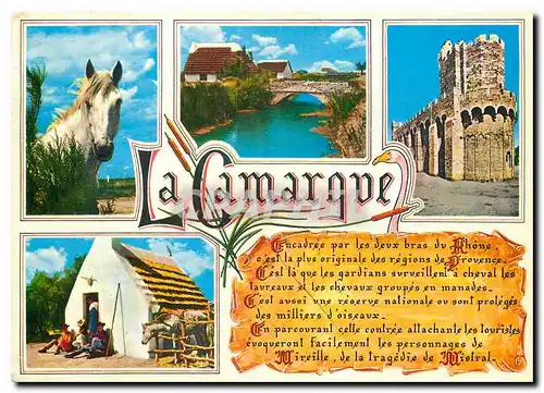 Cartes postales moderne Souvenir de Camargue