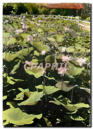 Moderne Karte Barbotan les Thermes Gers Les Lotus