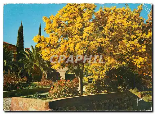 Cartes postales moderne Couleurs et Lumiere de France La Cote d'Azur miracle de la nature Saint Tropez