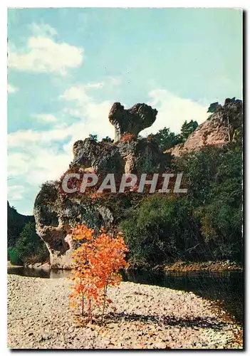 Cartes postales moderne Les Gorges du Tarn Le Champignon
